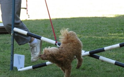 poodle agility